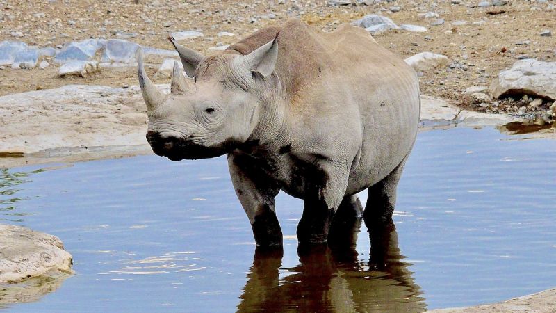 Etosha South