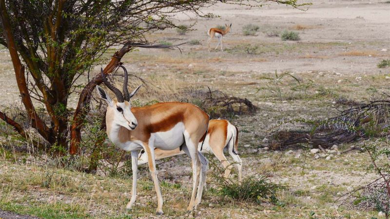 Etosha South