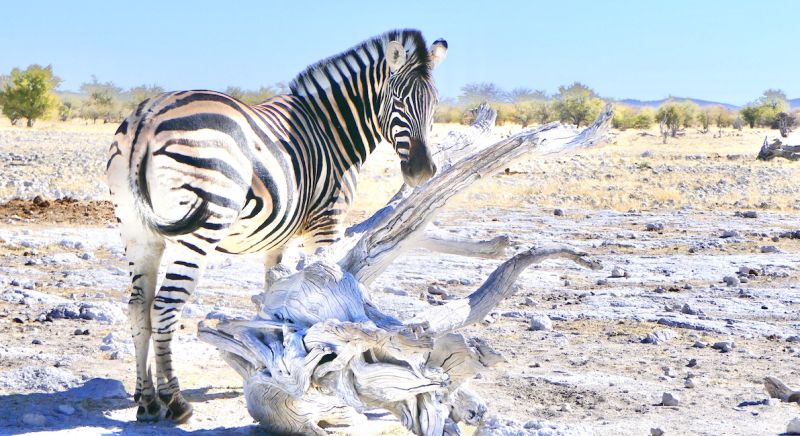 Etosha South