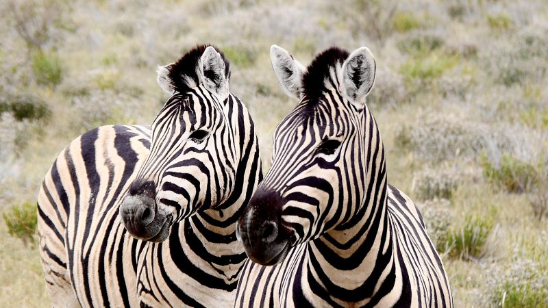 Etosha South