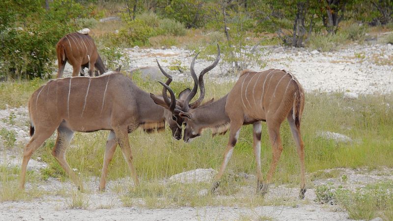 Etosha South