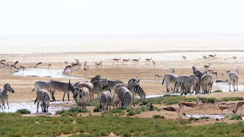 Etosha West