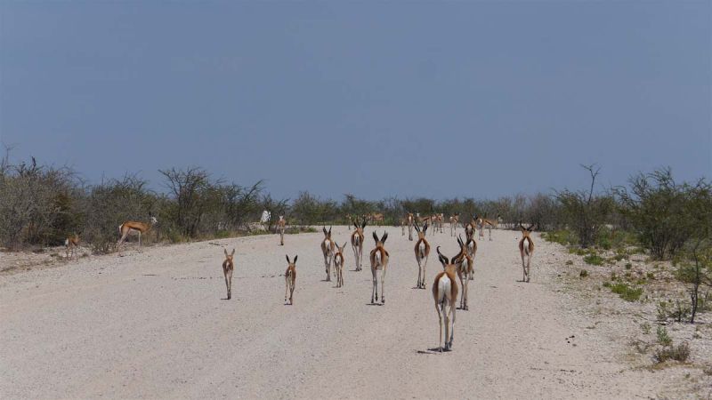 Etosha West