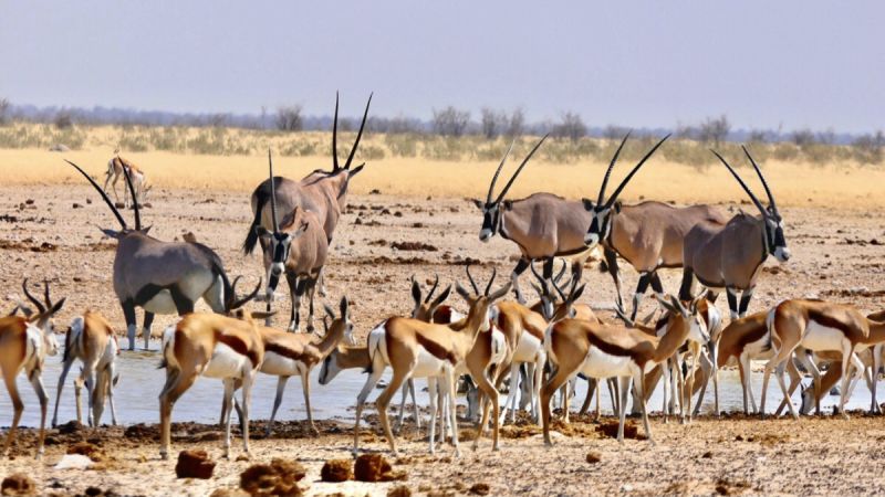 Etosha West