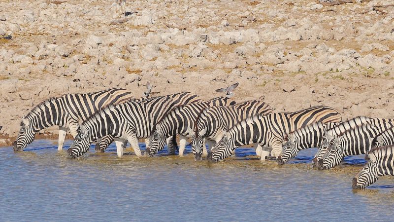 Etosha West