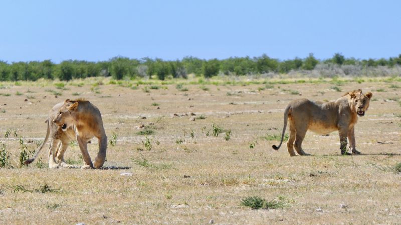 Etosha West