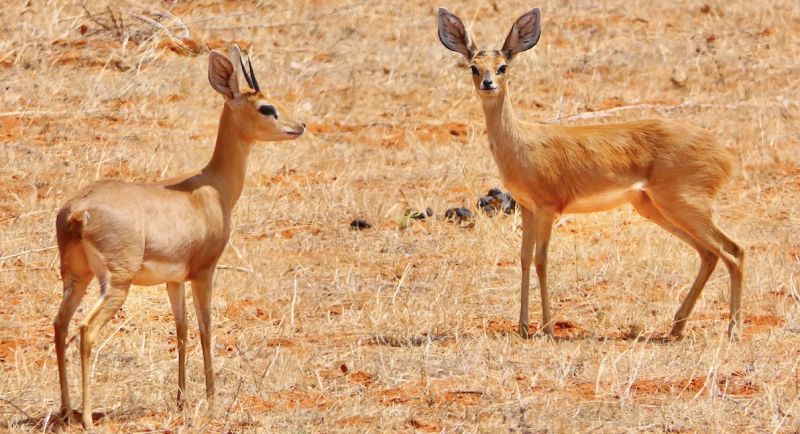 Etosha West