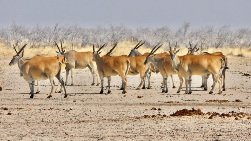 Etosha West