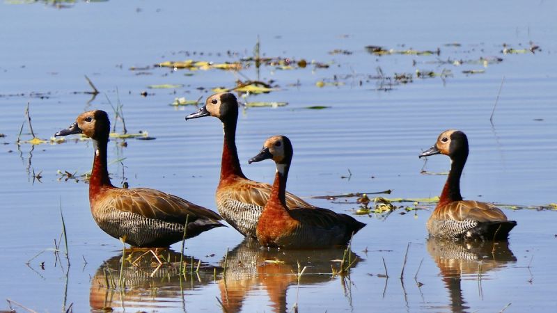 Okavango West