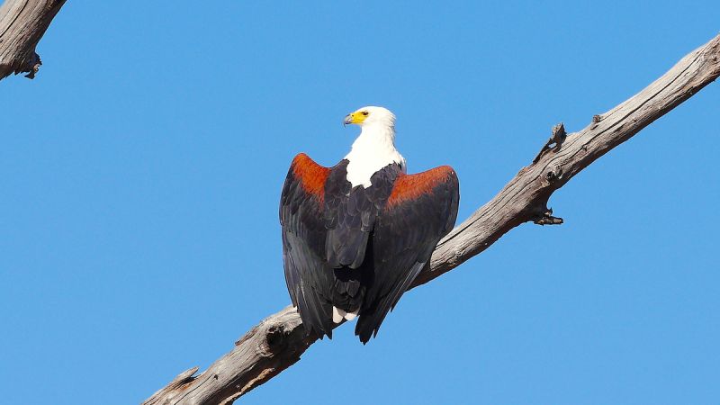 Okavango West