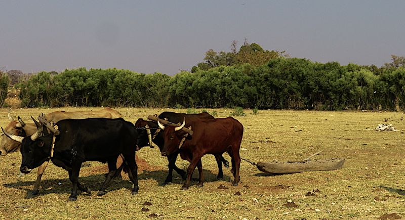 Okavango West