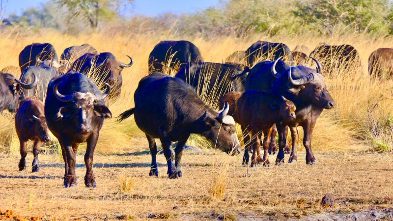 Okavango Panhandle