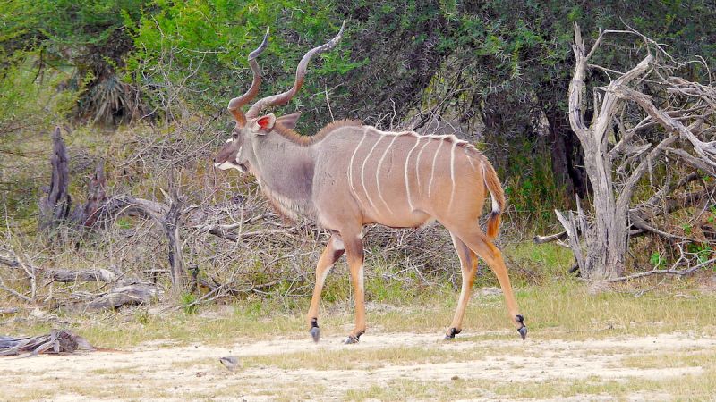 Okavango Panhandle