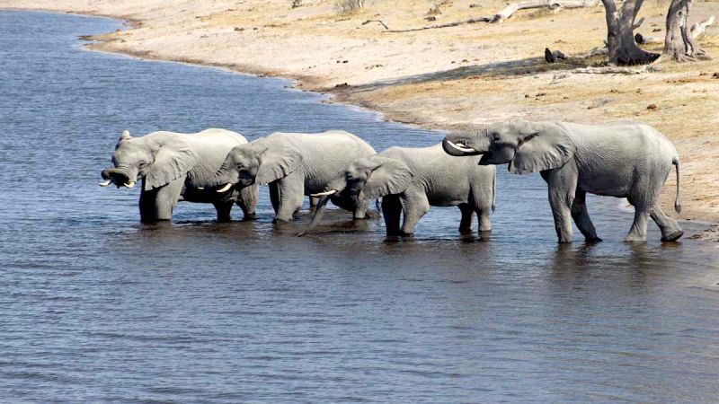 Chobe River Elephants Namibia