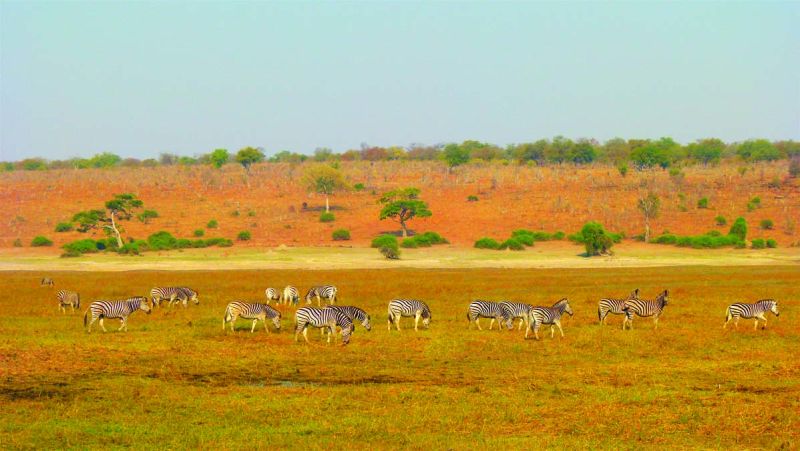 Chobe Botswana