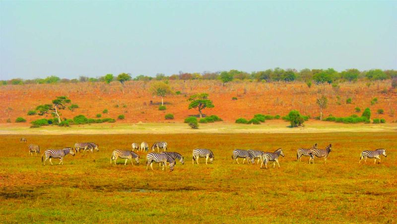 Chobe Botswana