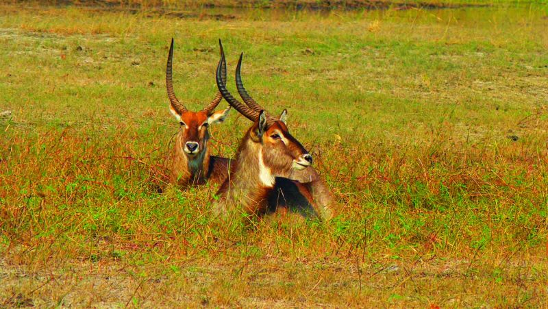 Chobe Botswana