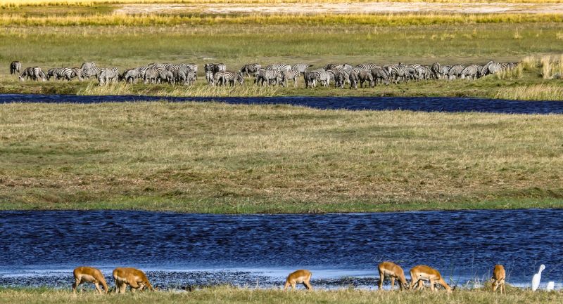 Chobe Botswana