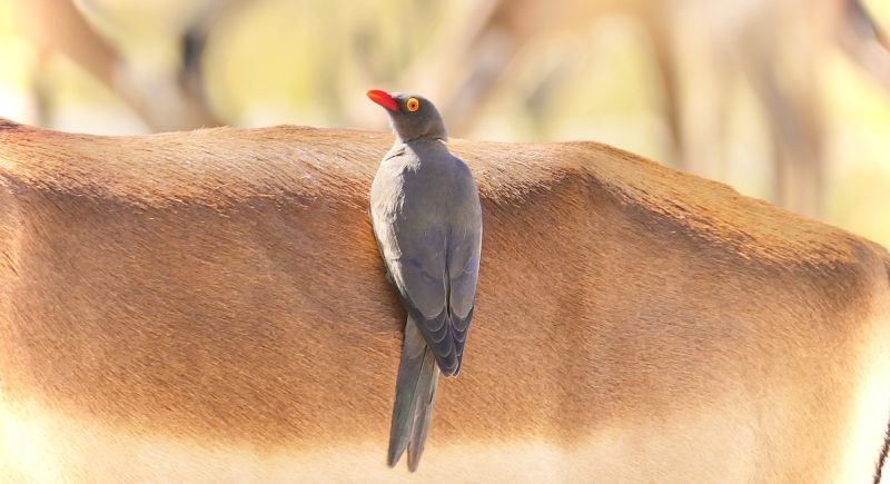 Chobe Botswana