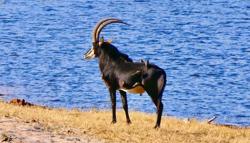 Sable bull