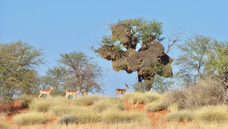 Red Kalahari