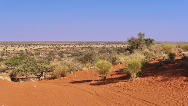 Red Kalahari