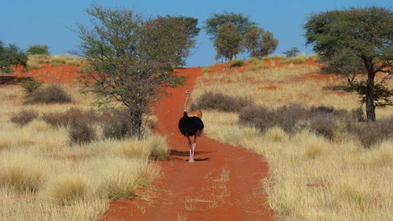 Red Kalahari