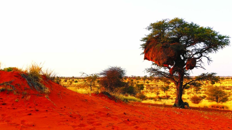 Red Kalahari