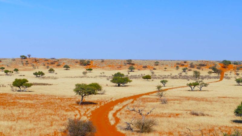 Red Kalahari