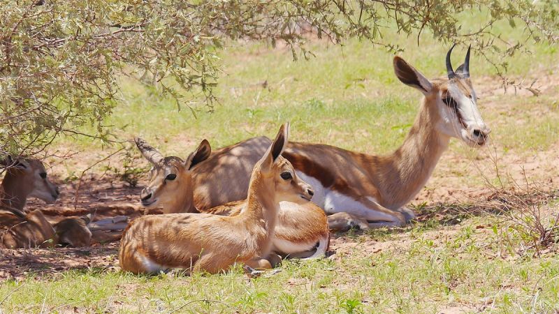 Kgalagadi Transfrontier Park