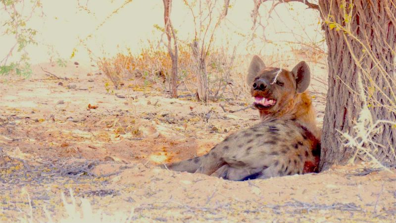 Kgalagadi Transfrontier Park