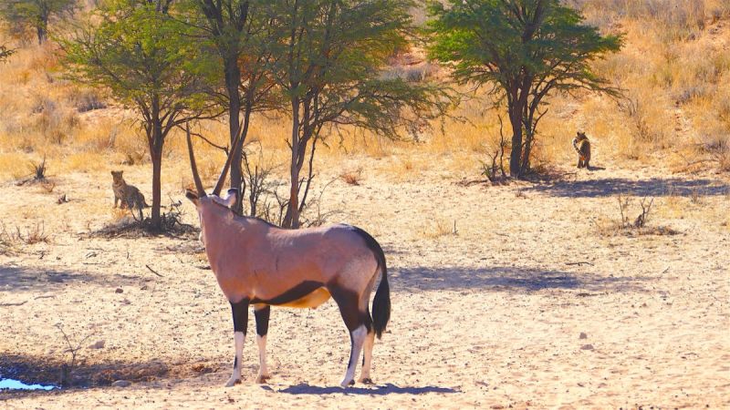 Kgalagadi Transfrontier Park