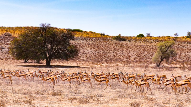 Kgalagadi Transfrontier Park