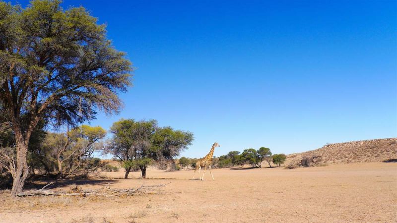 Kgalagadi Transfrontier Park