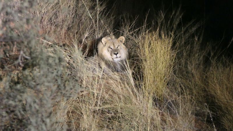 Kgalagadi Transfrontier Park