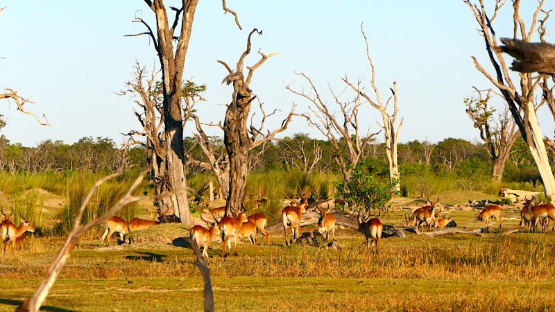 Okavango Delta