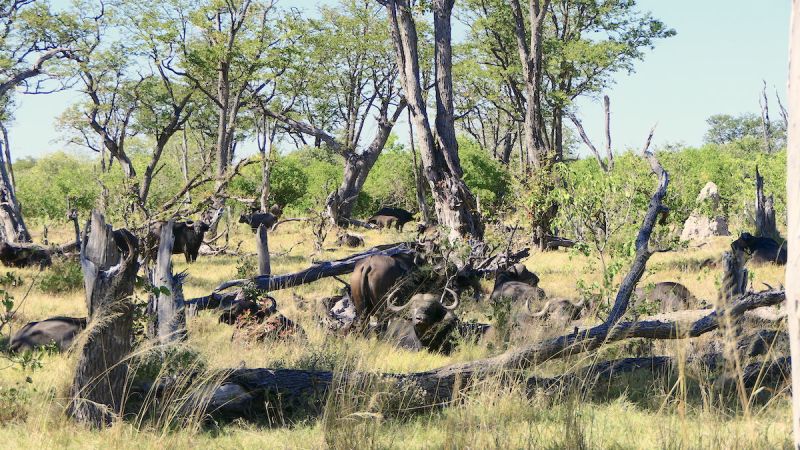 Okavango Delta