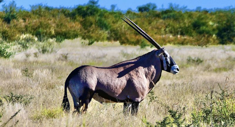 Central Kalahari