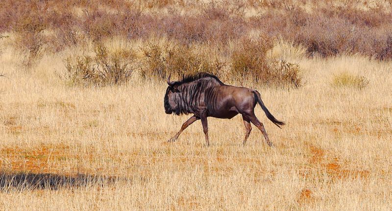 Central Kalahari