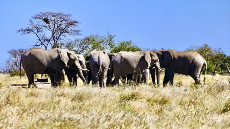 Central Kalahari