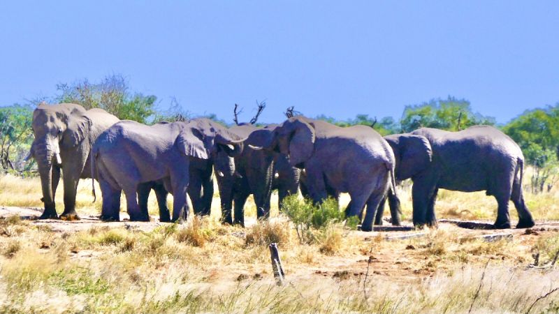 Central Kalahari