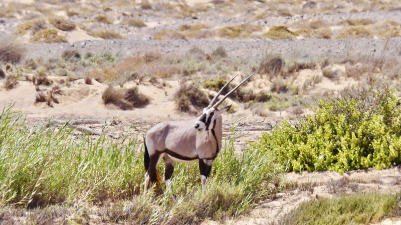 Skeleton Coast