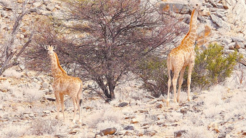 Twyfelfontein