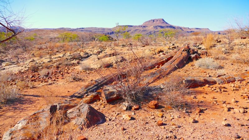 Petrified Forest