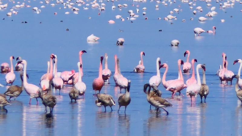 Flamingos breeding at Nata Sanctury
