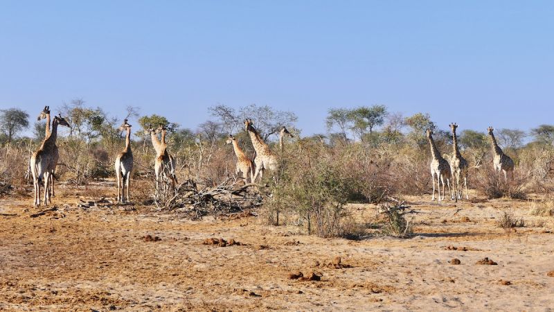 Makgadikgadi Pans