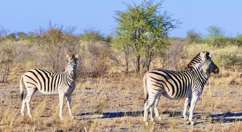 Makgadikgadi Pans