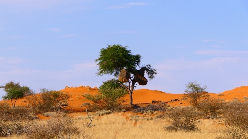 Dune Kalahari