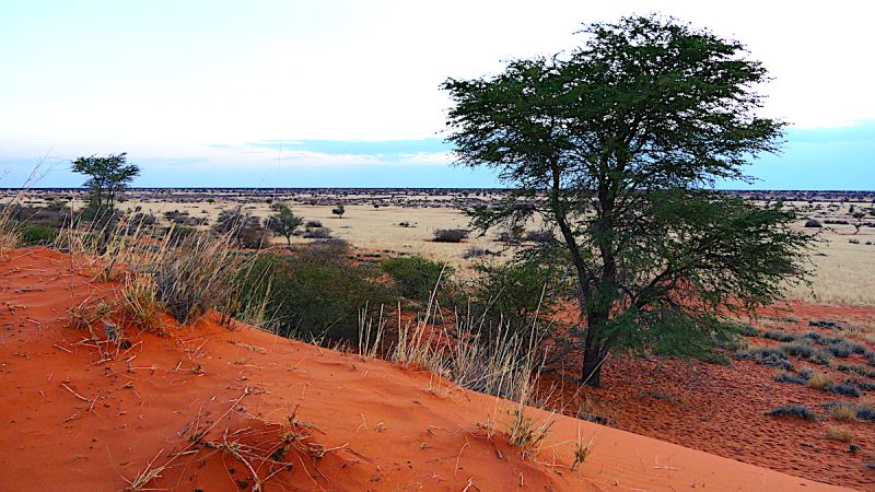 Dune Kalahari