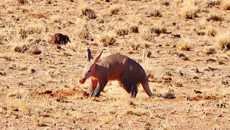 Ancient Kalahari